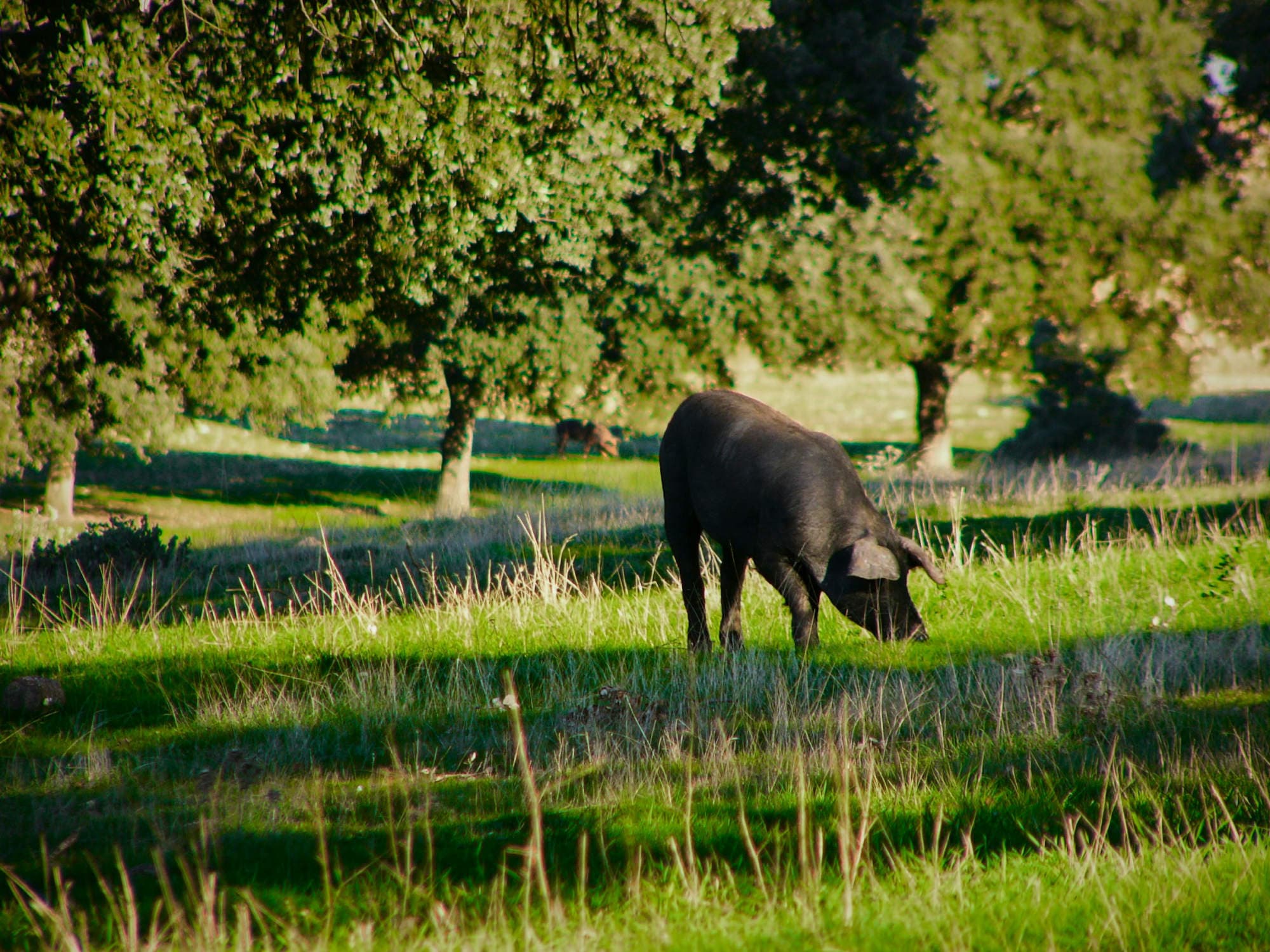 A hog in a farm lot